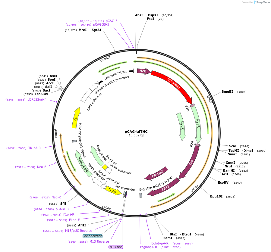 112621-plasmid-map-sequence-id-222036