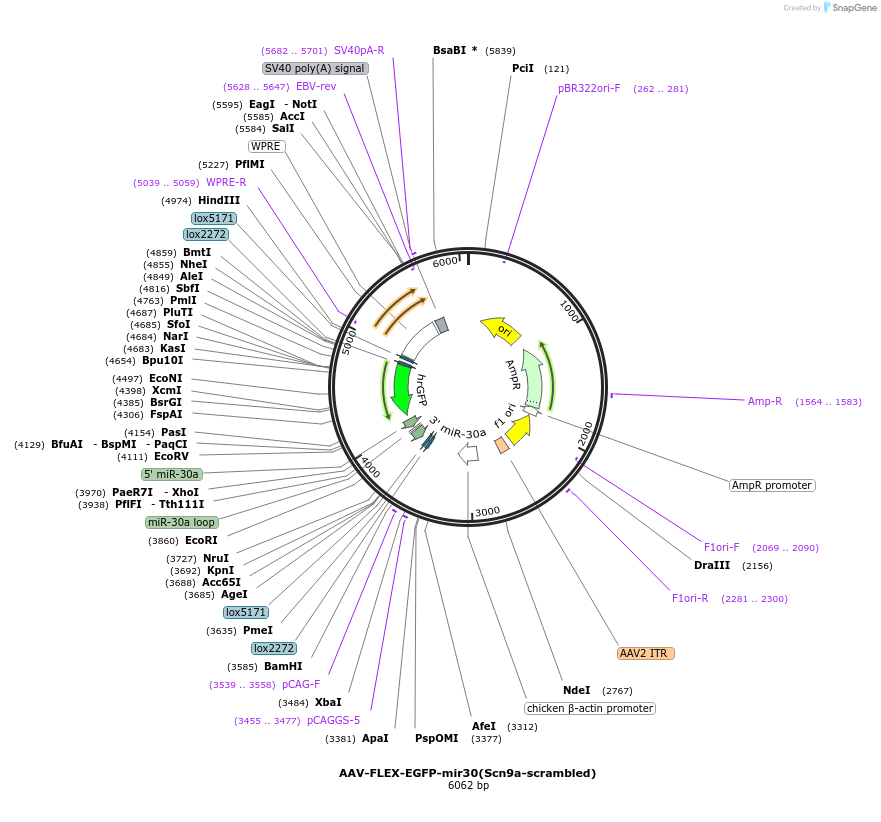 79671-plasmid-map-sequence-id-222043