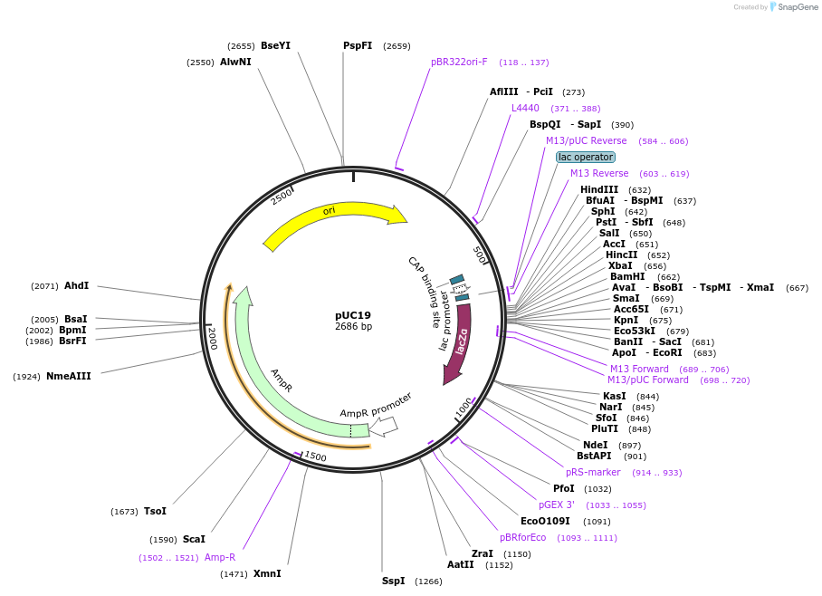 50005-plasmid-map-sequence-id-222046