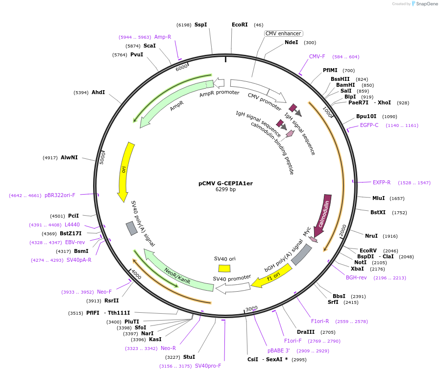 58215-plasmid-map-sequence-id-222048