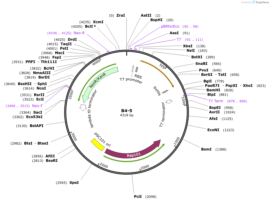 111479-plasmid-map-sequence-id-222063