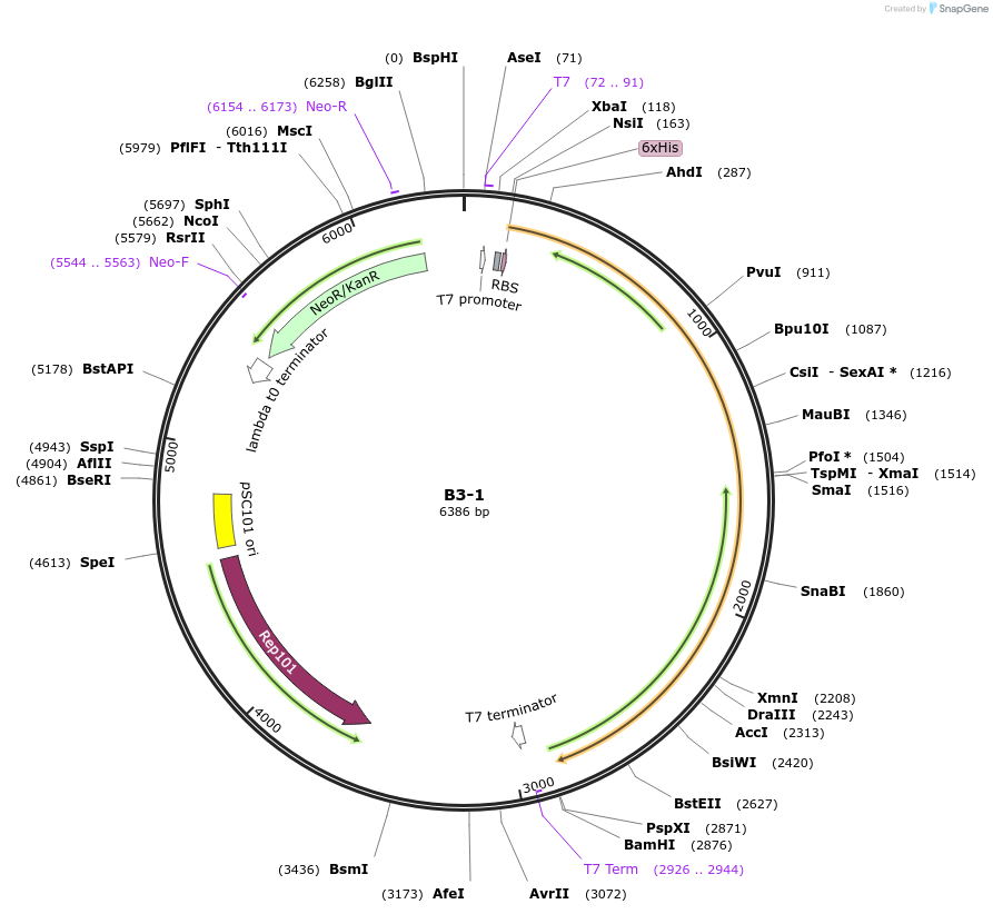 111471-plasmid-map-sequence-id-222068