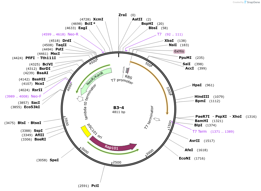 111474-plasmid-map-sequence-id-222070