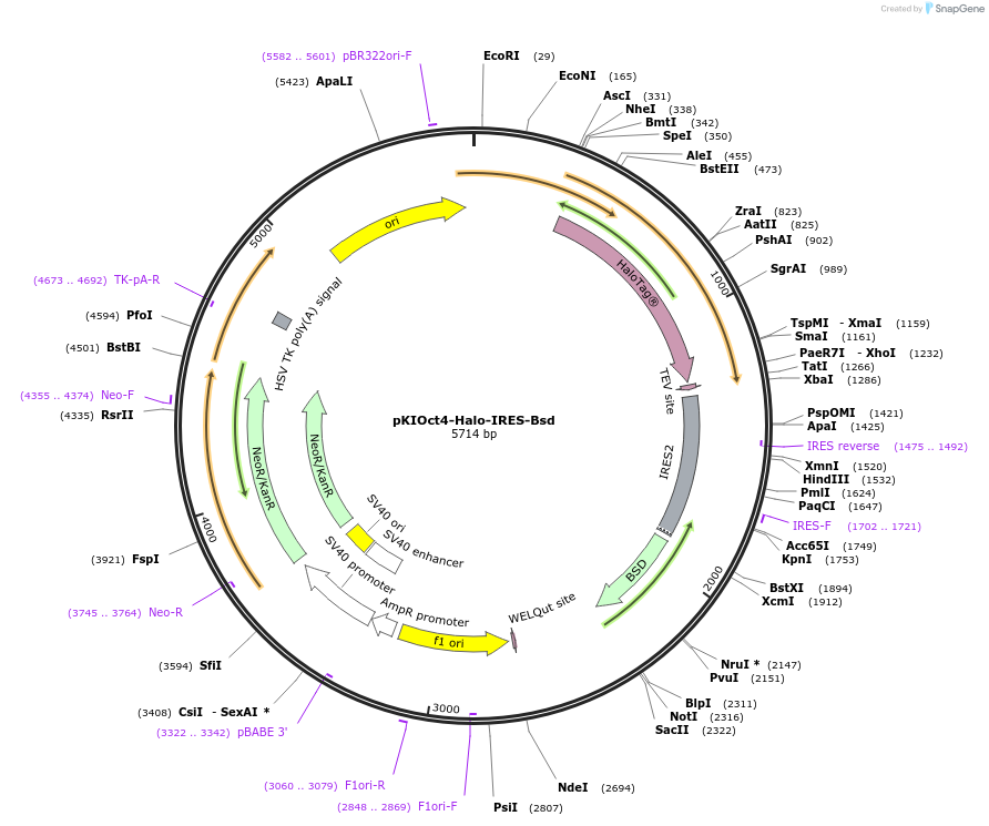 115689-plasmid-map-sequence-id-222073