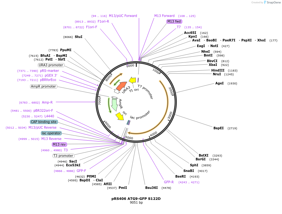 114667-plasmid-map-sequence-id-222085