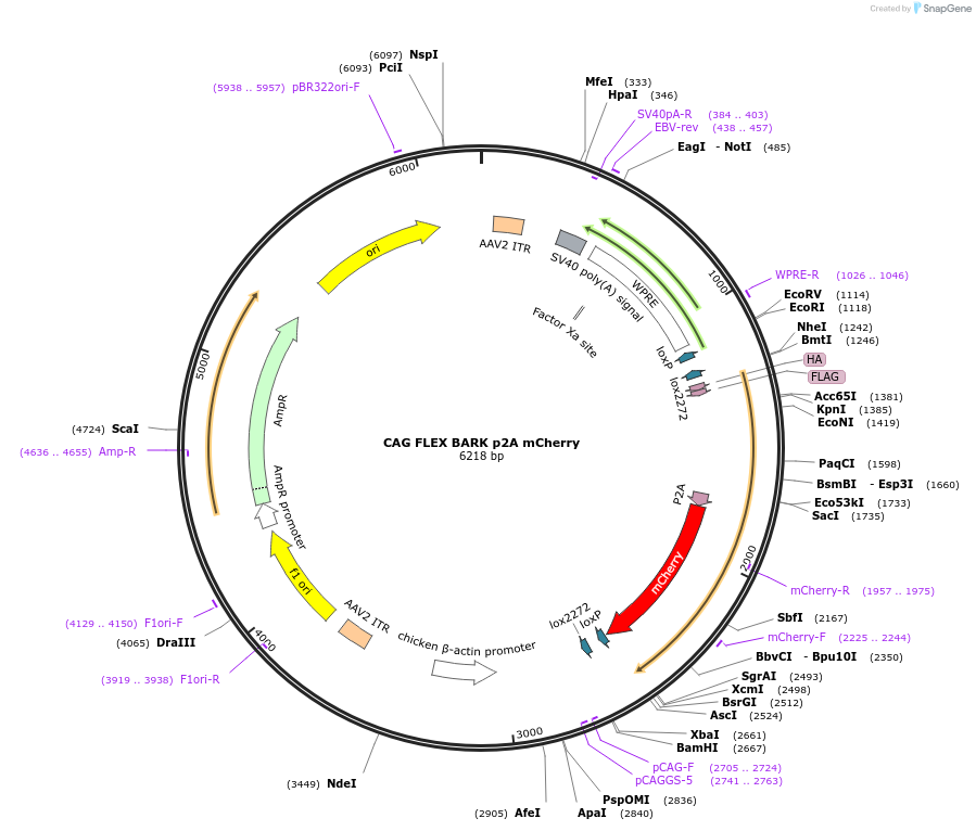 117693-plasmid-map-sequence-id-222091