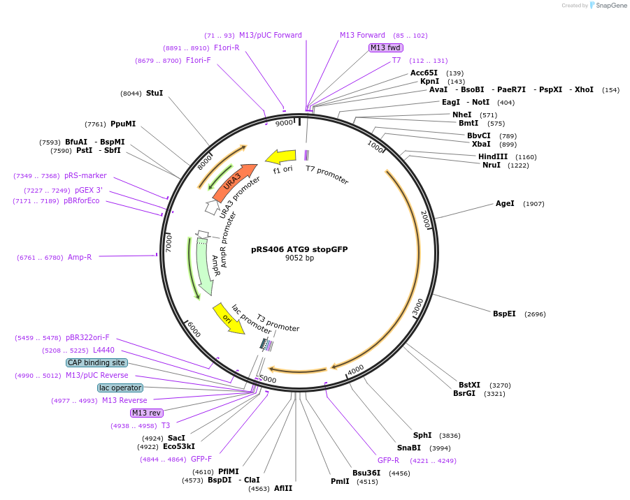 114669-plasmid-map-sequence-id-222095