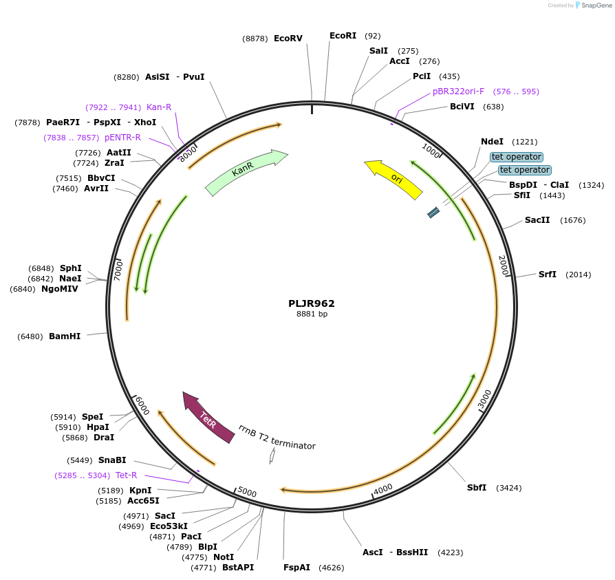 115162-plasmid-map-sequence-id-222096