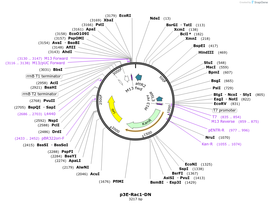 109582-plasmid-map-sequence-id-222113