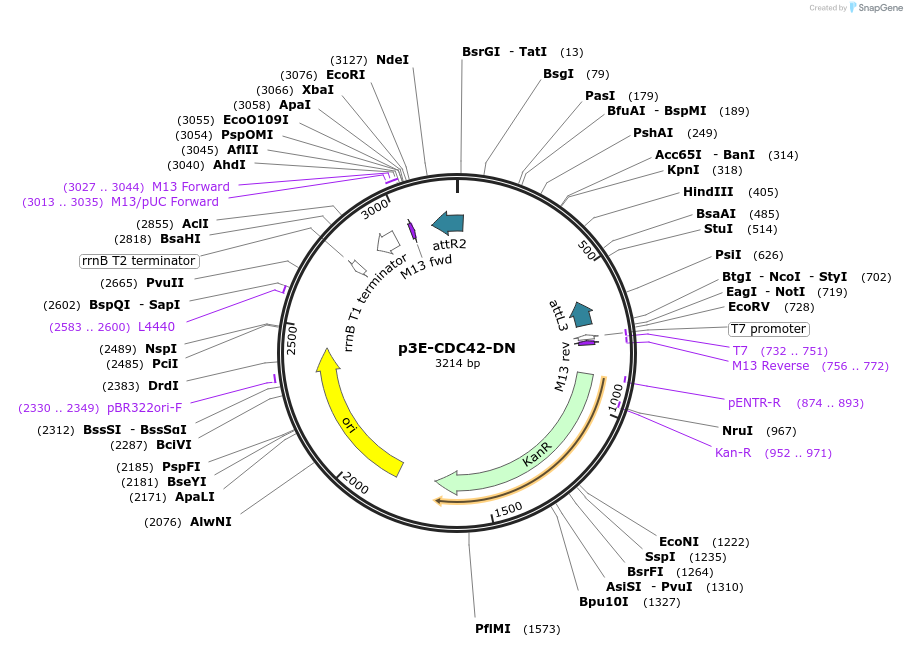 109584-plasmid-map-sequence-id-222115