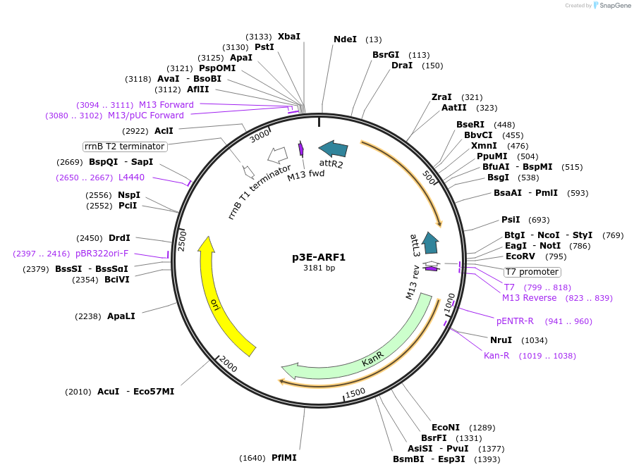 109589-plasmid-map-sequence-id-222121