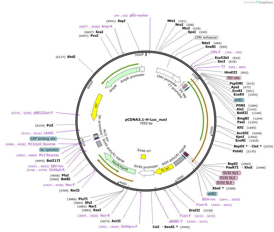 113931-plasmid-map-sequence-id-222136