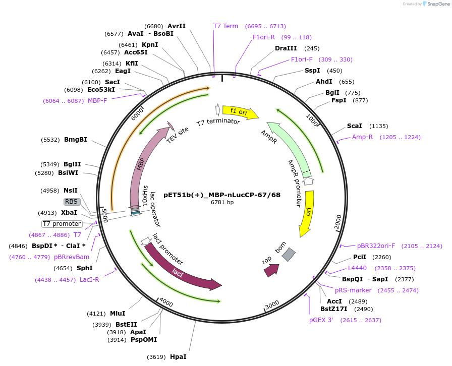 113922-plasmid-map-sequence-id-222155