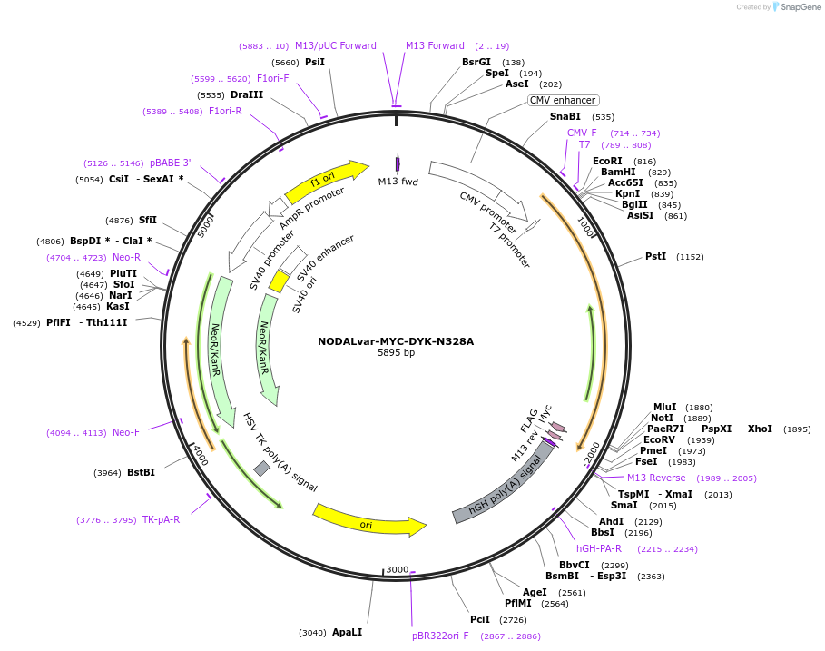 115246-plasmid-map-sequence-id-222166