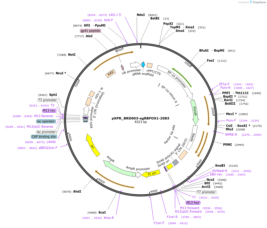 115451-plasmid-map-sequence-id-222194