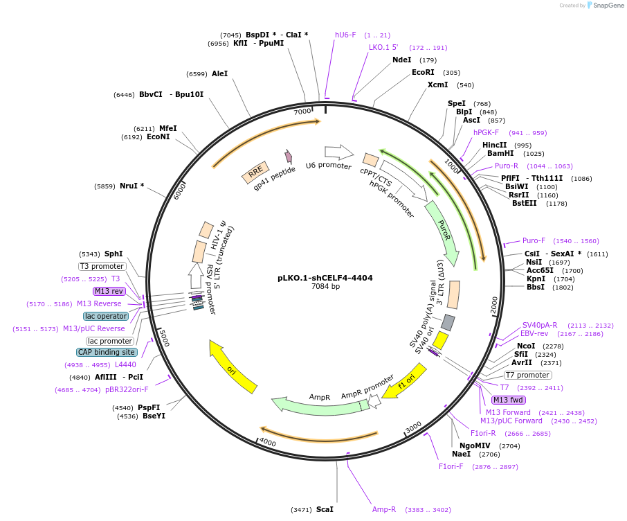 115465-plasmid-map-sequence-id-222198