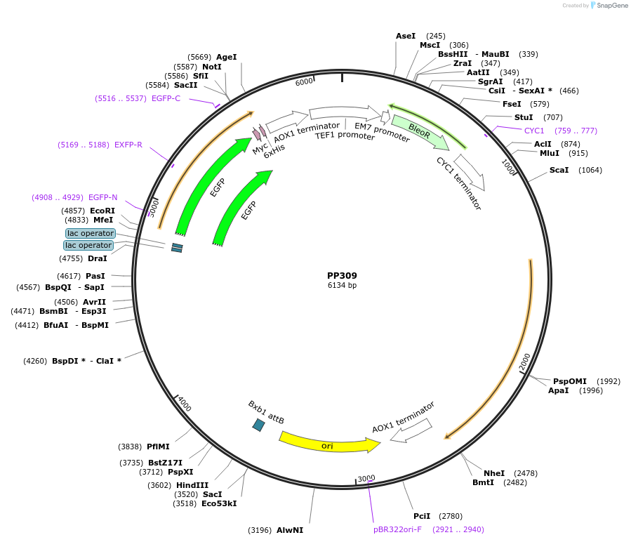104951-plasmid-map-sequence-id-222200