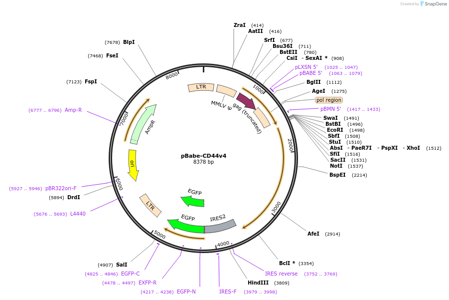 107969-plasmid-map-sequence-id-222222