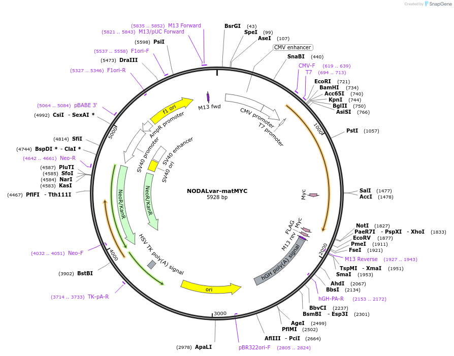115249-plasmid-map-sequence-id-222231
