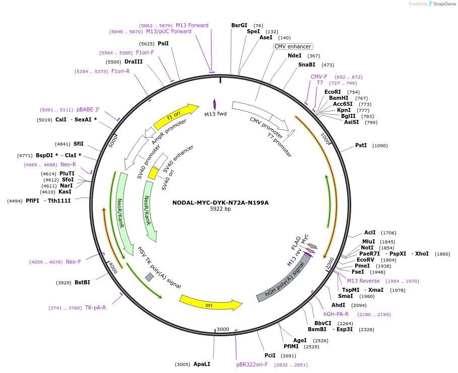 115252-plasmid-map-sequence-id-222234