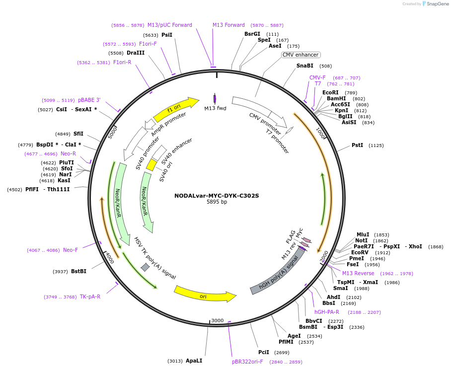 115254-plasmid-map-sequence-id-222242