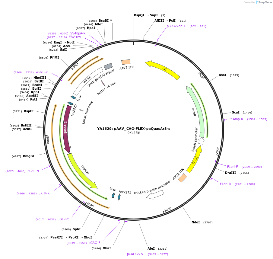 107703-plasmid-map-sequence-id-222405