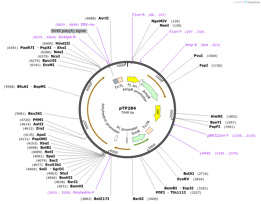 113312-plasmid-map-sequence-id-222406