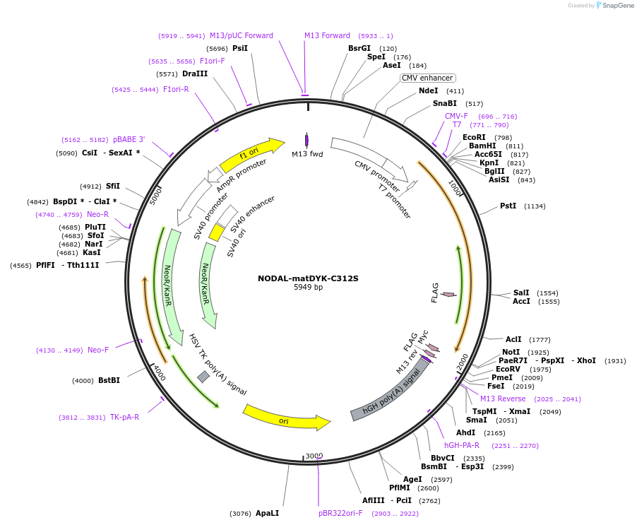 115259-plasmid-map-sequence-id-222465