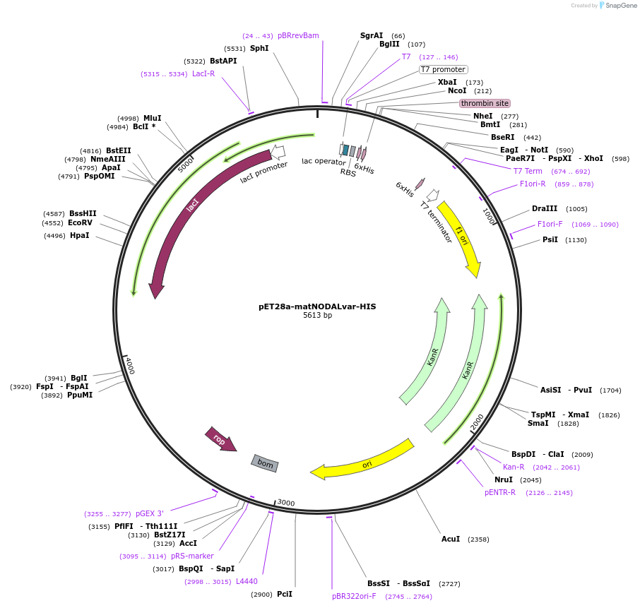 115265-plasmid-map-sequence-id-222467
