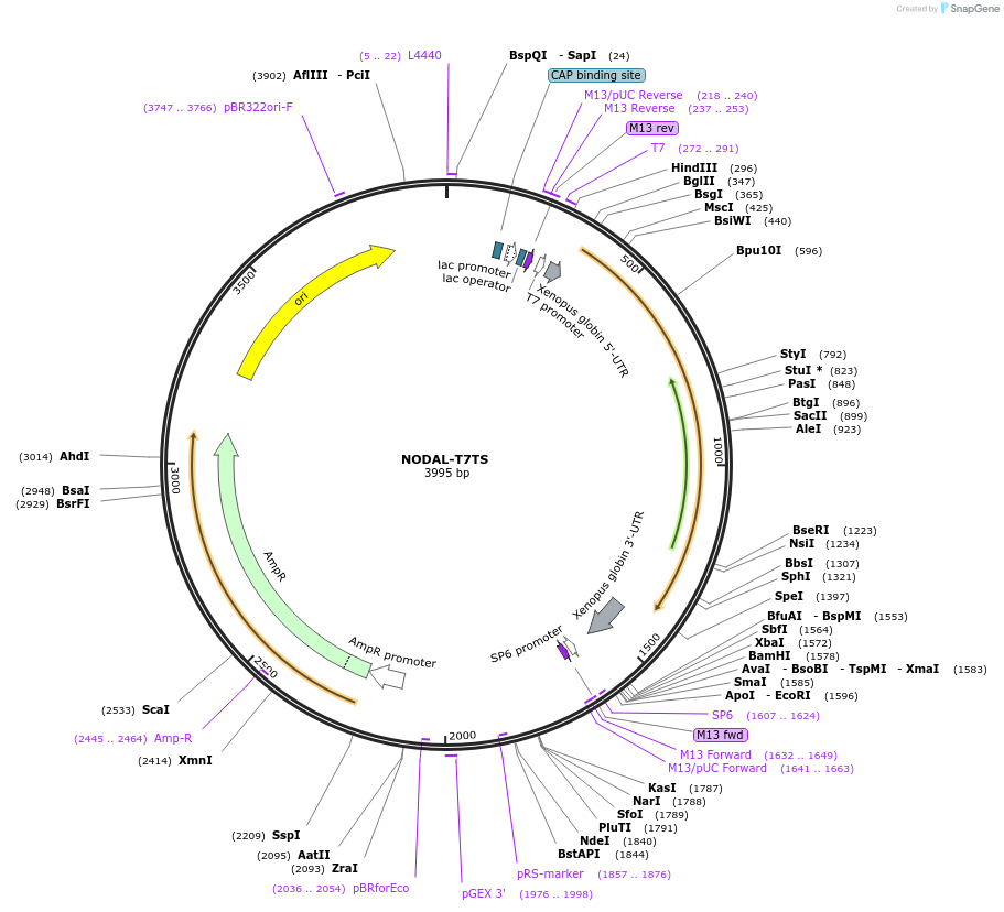 115250-plasmid-map-sequence-id-222489