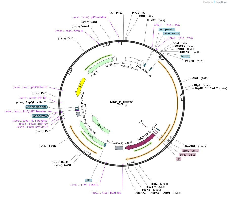 111667-plasmid-map-sequence-id-222493