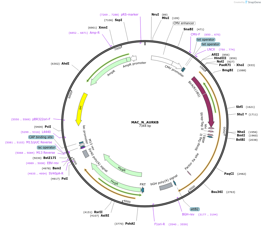 111682-plasmid-map-sequence-id-222499