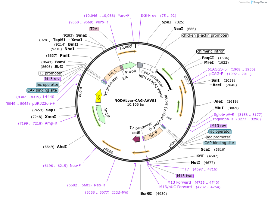 115262-plasmid-map-sequence-id-222505