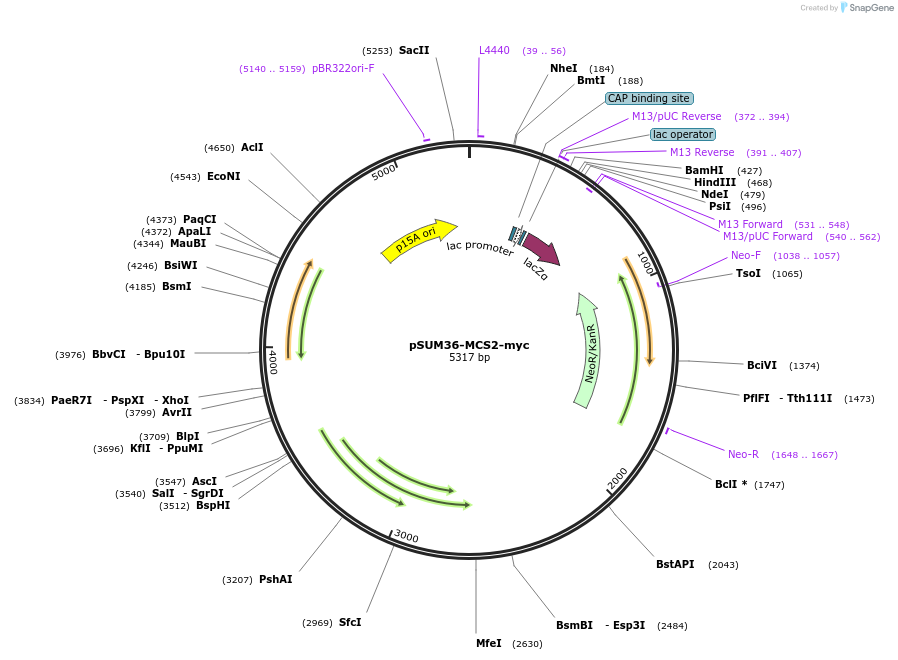 109379-plasmid-map-sequence-id-222515