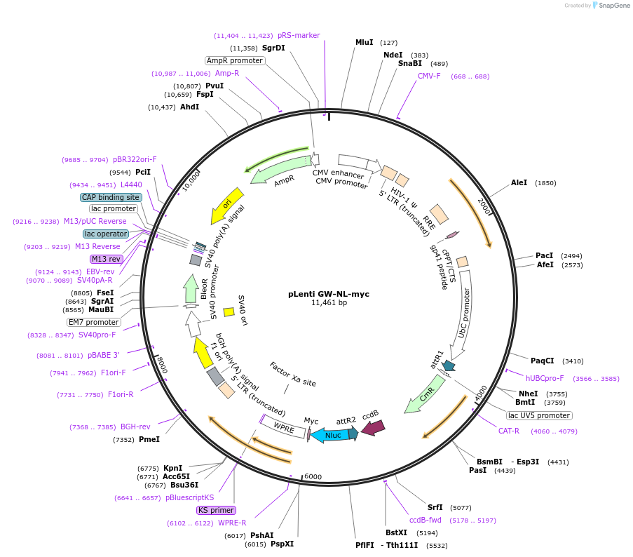 113455-plasmid-map-sequence-id-222518