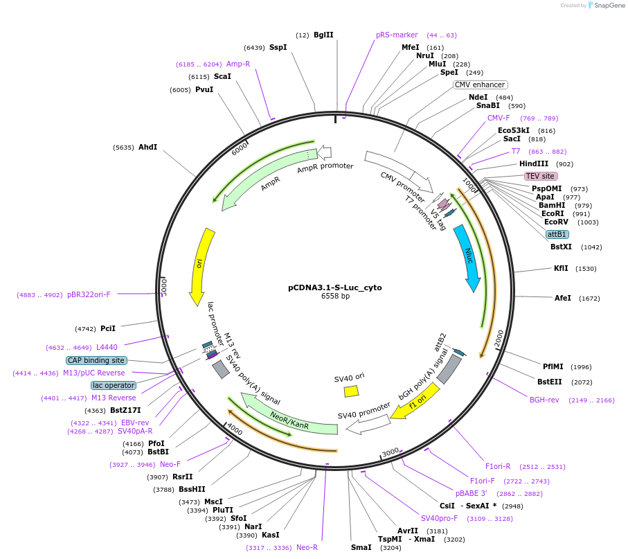 113926-plasmid-map-sequence-id-222528
