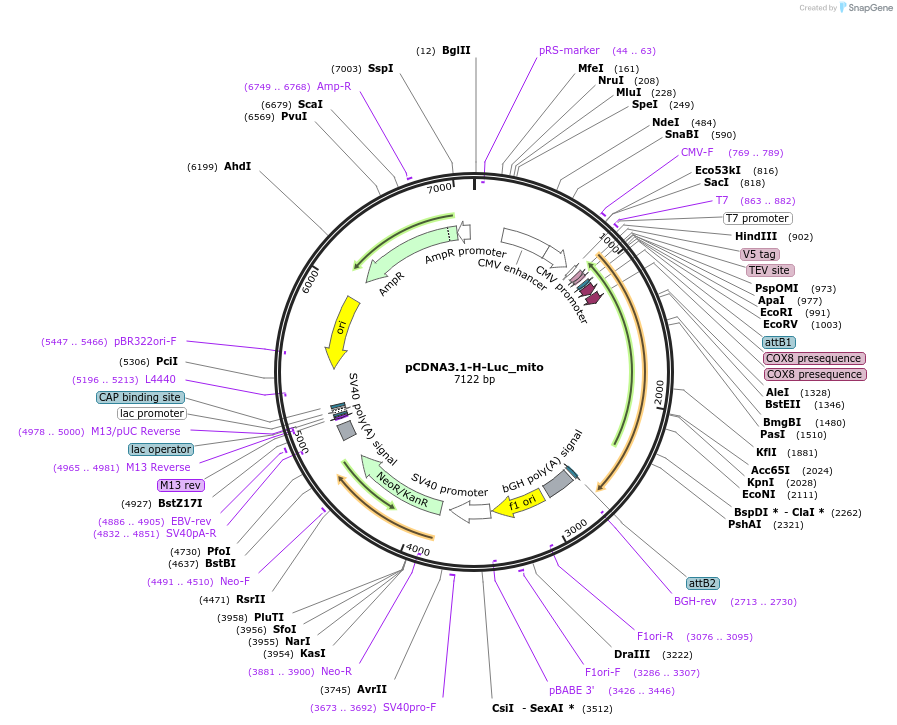 113930-plasmid-map-sequence-id-222534