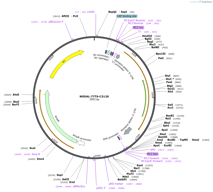 115263-plasmid-map-sequence-id-222540