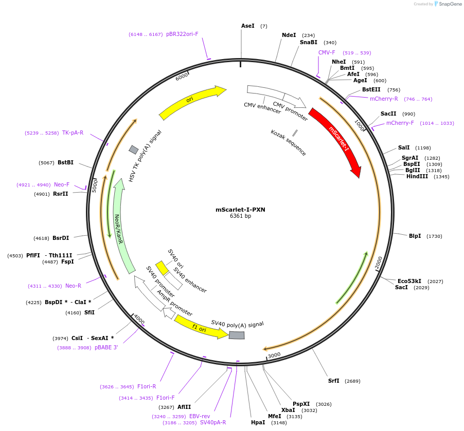 112956-plasmid-map-sequence-id-222564