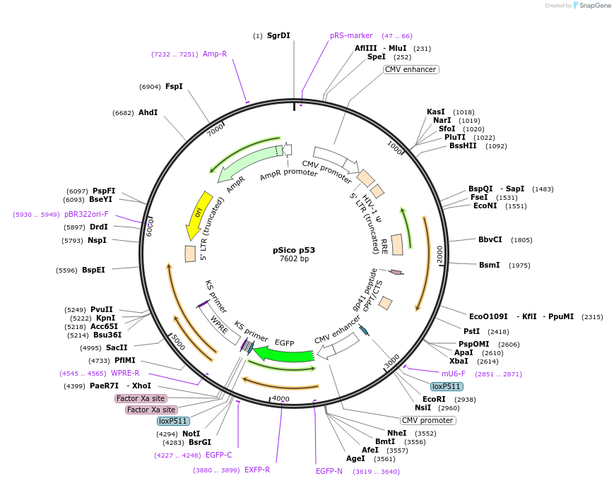 12089-plasmid-map-sequence-id-222566
