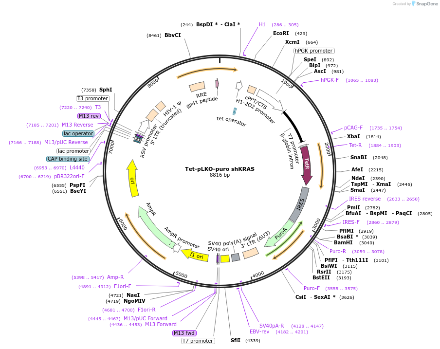 116871-plasmid-map-sequence-id-222568