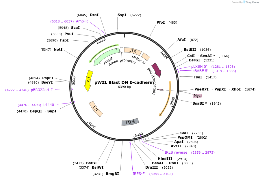 18800-plasmid-map-sequence-id-222570