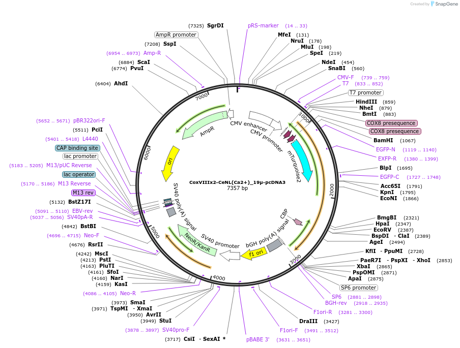 111923-plasmid-map-sequence-id-222573