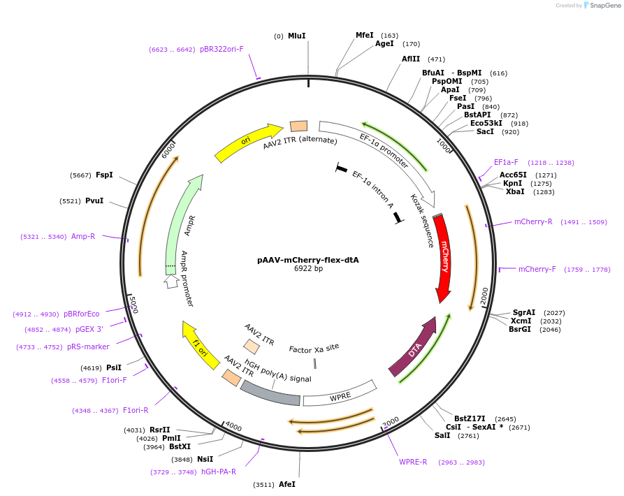 58536-plasmid-map-sequence-id-222582