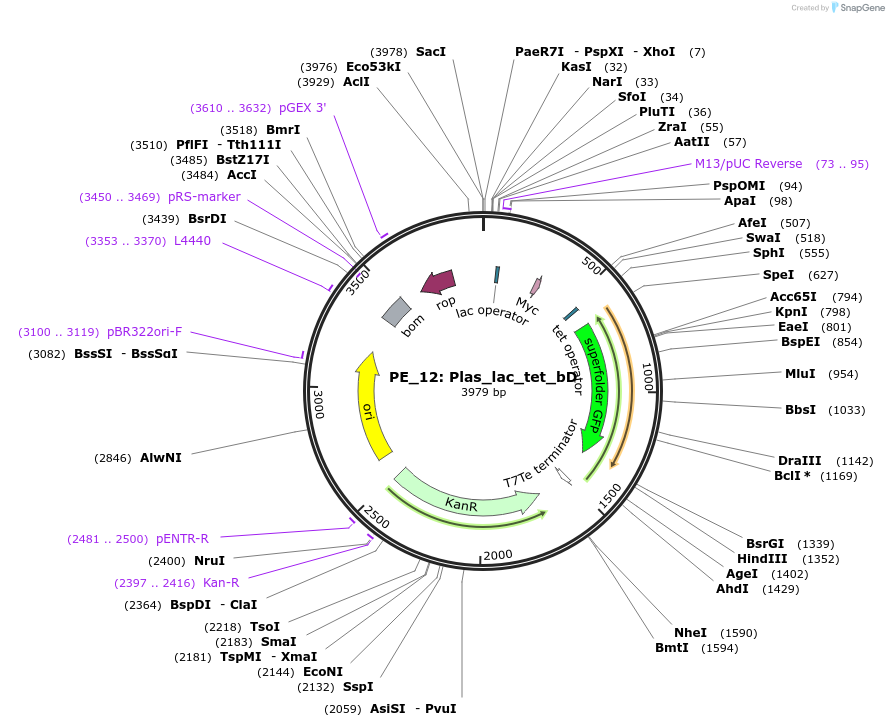 113595-plasmid-map-sequence-id-222586