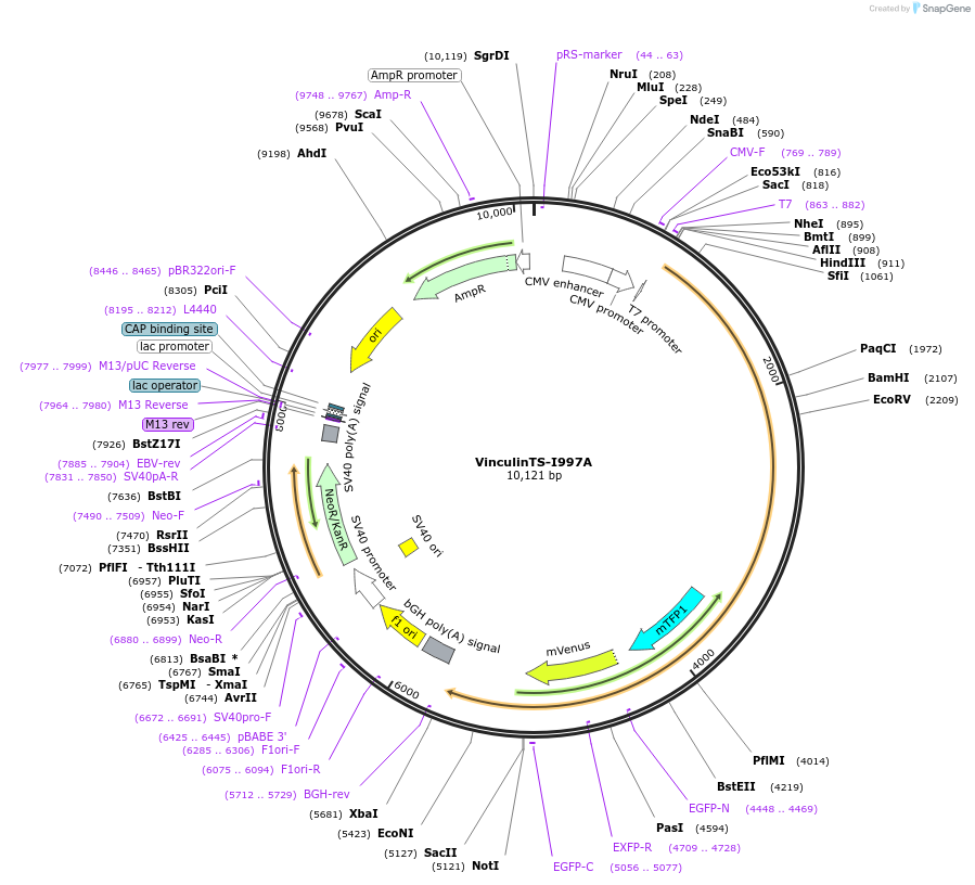 111828-plasmid-map-sequence-id-222593