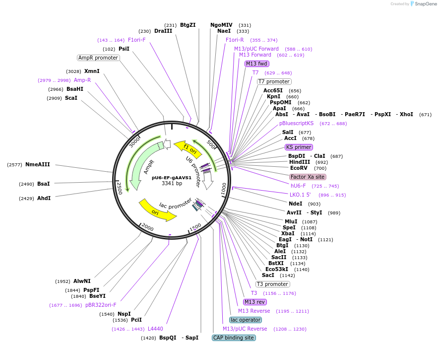 112262-plasmid-map-sequence-id-222602