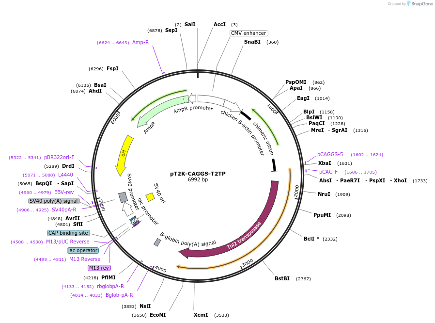 114725-plasmid-map-sequence-id-222606