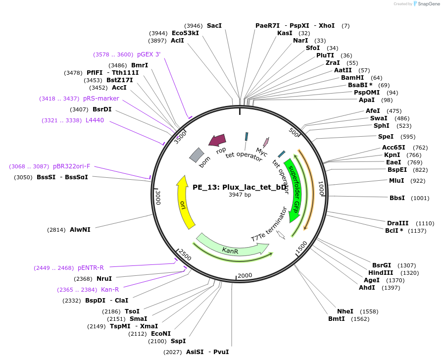 113594-plasmid-map-sequence-id-222608