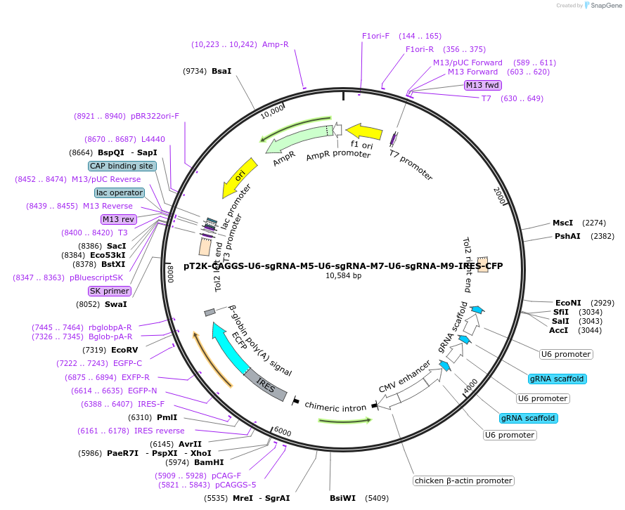 114729-plasmid-map-sequence-id-222610